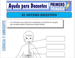 Modelo de la Ficha de Separatas de el Sistema Digestivo para Primero de Primaria
