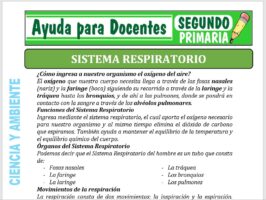 Modelo de la Ficha de Separatas del Sistema Respiratorio para Segundo de Primaria