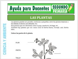 Modelo de la Ficha de Separatas de las Plantas para Segundo de Primaria
