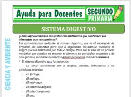 Modelo de la Ficha de Sistema Digestivo para Segundo de Primaria