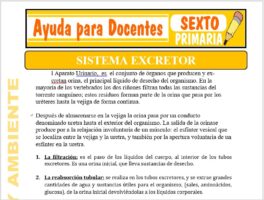 Modelo de la Ficha de Sistema Excretor para Sexto de Primaria