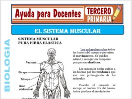 Modelo de la Ficha de El Sistema Muscular para Tercero de Primaria