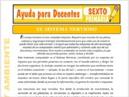 Modelo de la Ficha de El Sistema Nervioso para Sexto de Primaria